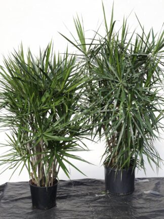 Marginata Character