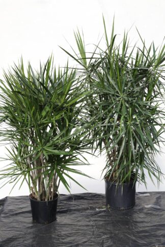 Marginata Character