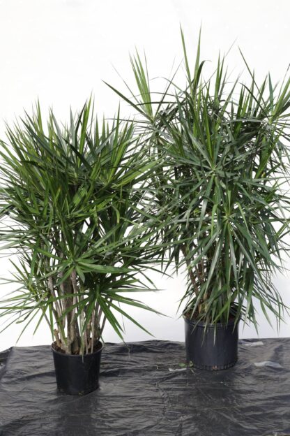 Marginata Character