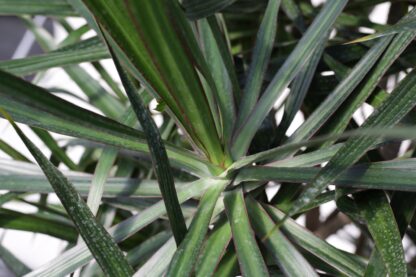 Marginata Staggered Cutback - Image 2