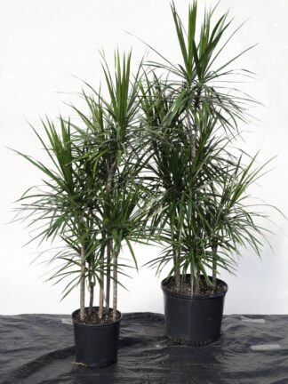 Marginata Staggered Cutback