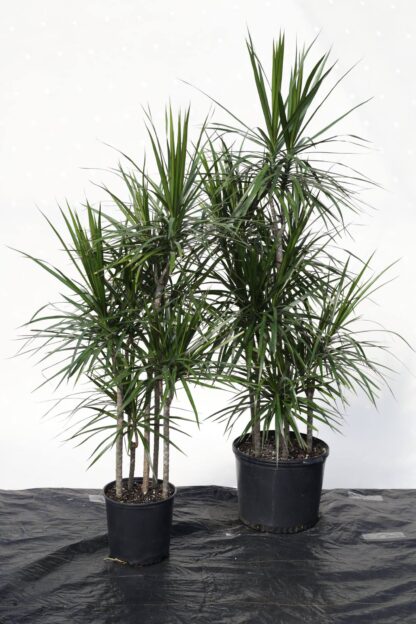 Marginata Staggered Cutback