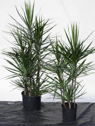 Marginata Staggered