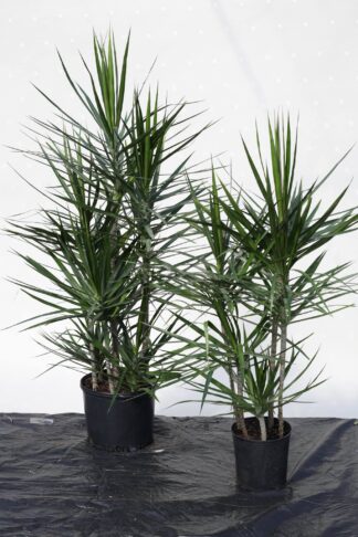 Marginata Staggered