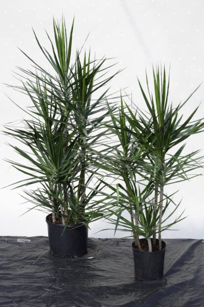 Marginata Staggered