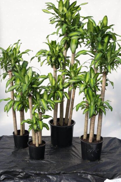 Massangeana Cane - Image 2