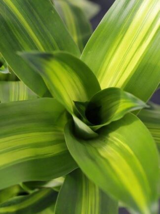 Massangeana Cane