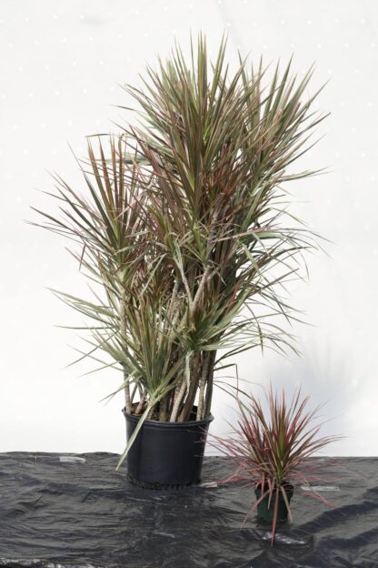 Dracaena Tricolor - Image 2