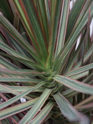 Dracaena Tricolor