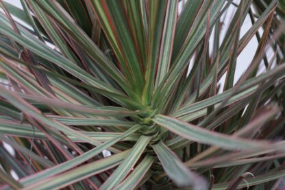 Dracaena Tricolor