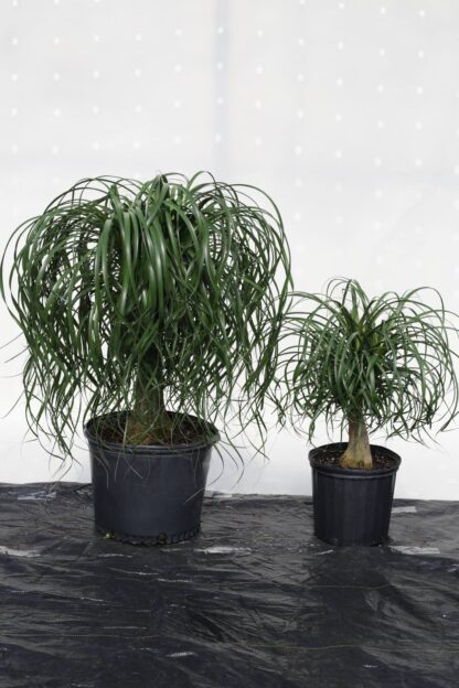 Ponytail Palms - Image 2