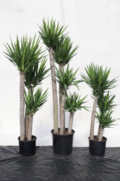 Yucca elephantipes - Image 2