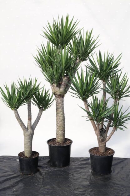 Yucca elephantipes - Image 3