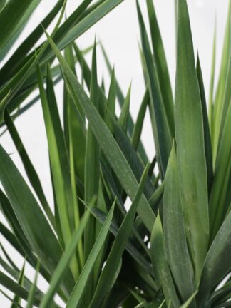 Yucca elephantipes
