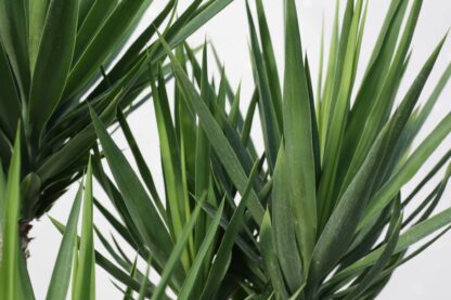 Yucca elephantipes