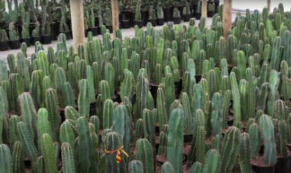Cereus peruvianus