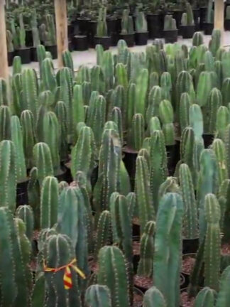 Cereus peruvianus
