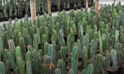 Cereus peruvianus