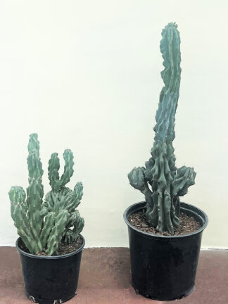 Cereus monstrose