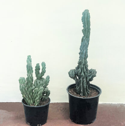 Cereus monstrose