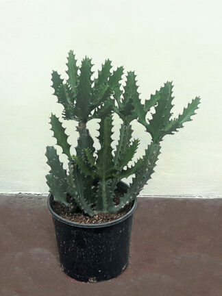Euphorbia lactea
