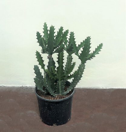 Euphorbia lactea
