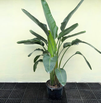 White Bird of Paradise
