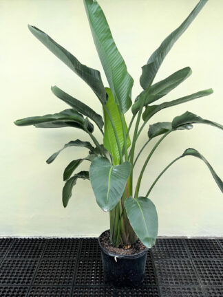White Bird of Paradise