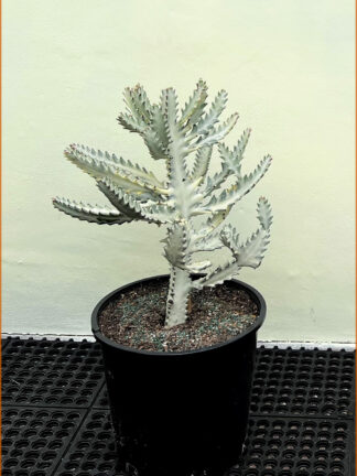 Euphorbia lactea 'White Ghost'