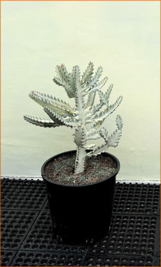 Euphorbia lactea 'White Ghost'