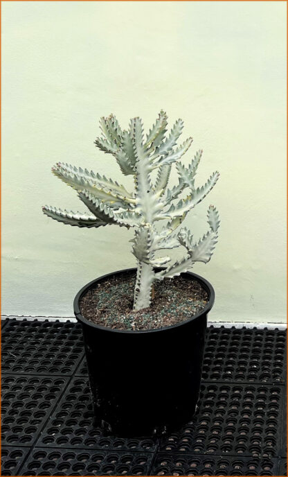 Euphorbia lactea 'White Ghost'
