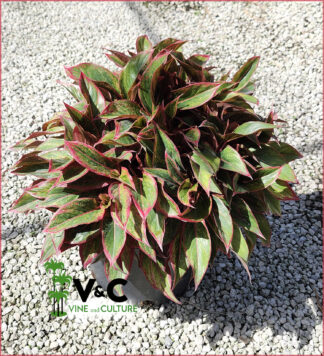 Aglaonema 'Jasper Jones'