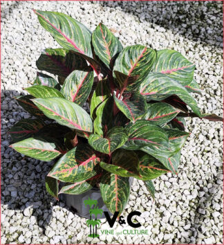 Aglaonema 'Garnet Coltrane'